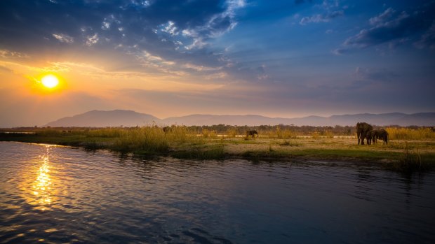 Elephants in Zambezi National Park.