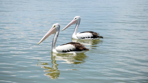 Pelicans near the Mouth of the Murray.