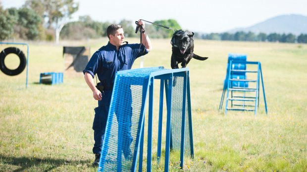 Dog Handler Craig Tyrrell taking Uno 3 on the training course. Photo: Dion Georgopoulos