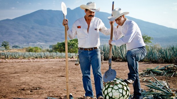 Tequila jimadors in the agave field.