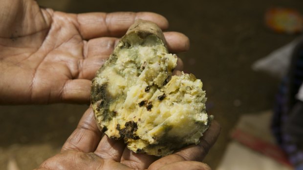Weevil-damaged sweet potato in Simbu Province.