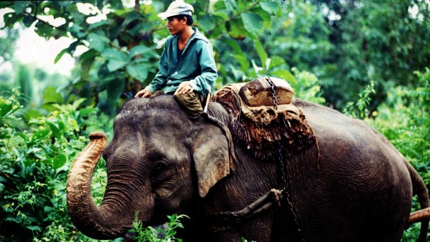 The evidence about how Pakbeng treats its elephants is almost all anecdotal.