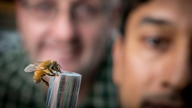 Researchers Adrian Dyer (left) with Mani Shrestha with a bee enjoying some sugar. 