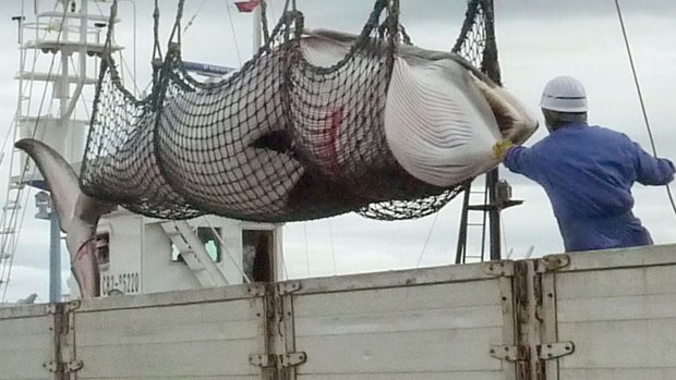 A minke whale is unloaded at a port  in Kushiro in 2013.