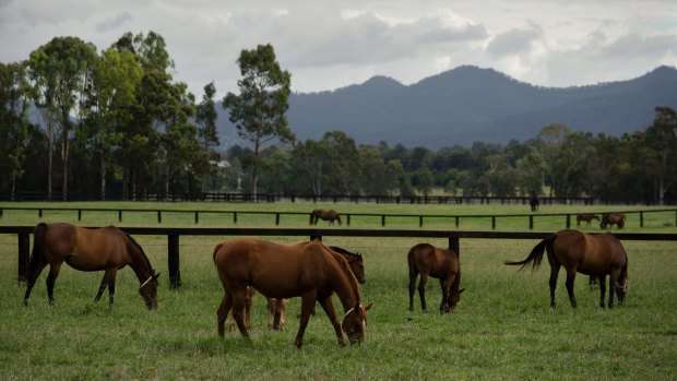 Two stud farms close to the proposed Drayton South -
 now renamed Project Maxwell - coal mine in the Hunter Valley.