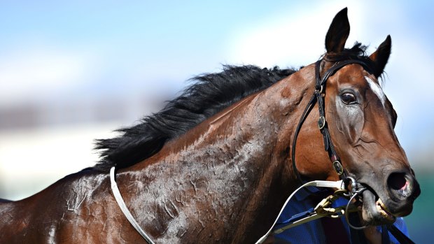 Back and in the mood: Lankan Rupee returns to action against a top field on Saturday.