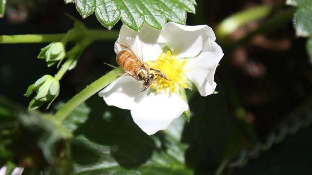 Sick bees pollinate slower and less frequently than healthy bees, which means potentially lower yields.