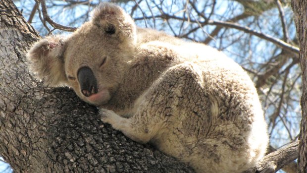 Koalas are among the many species facing habitat loss as the NSW government prepares new land-clearing codes. 