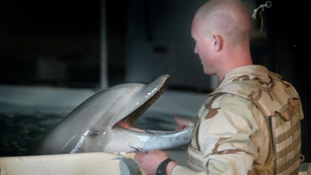 'Makai' was part of the US team of specially trained dolphins sent to southern Iraq in 2003 to detect underwater mines.