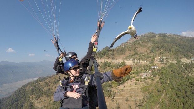 Tandem paragliding with an Egyptian vulture in Nepal.