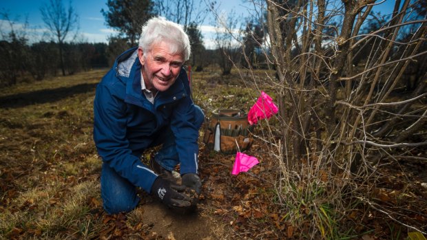 Wayne Haslam digging for a truffle. 