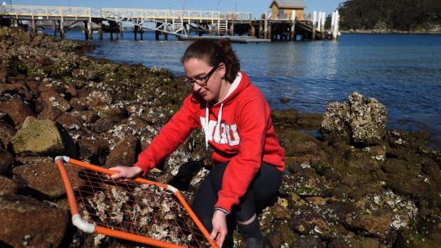 Biological scientist Dr Melanie Bishop aims to restore oyster reefs to Sydney Harbour.