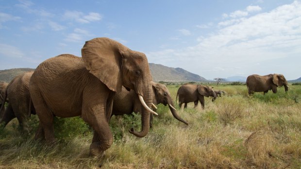 Elephants on the move in Samburu, Kenya.