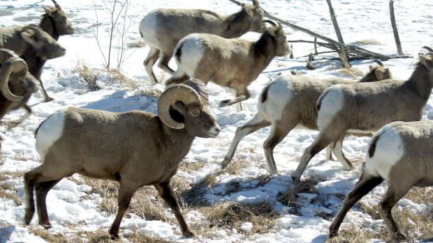 Big-horn sheep (pictured), elk and deer can still be seen during winter.