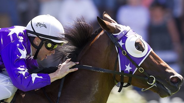 Fighting fit: Pheidon is primed for the Eclipse Stakes.