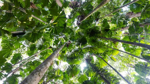 Daintree rainforest wildlife: Pythons a problem without their natural predator - us