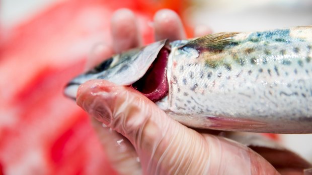 Queensland Health acting chief health officer Dr Mark Elcock advised residents against eating seafood from any part of the Brisbane River until test results are back.

