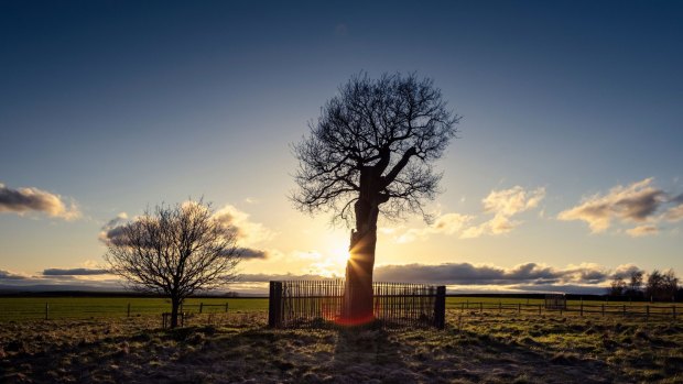 The current Royal Oak at Boscobel House, where Charles II was said to have hidden from pursuers in 1651.