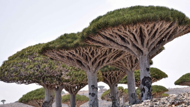 In the path of the storm ... rare dragon's blood trees on Socotra Island.