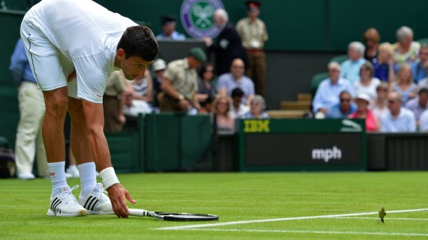 Novak Djokovic tries to shoo a bird from the court.