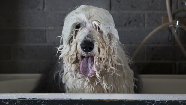 Three-year-old Darcy has a bath in preparation for competition.