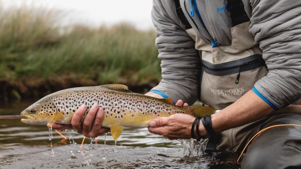 The brown trout is a wary fish but finds it hard to resist the Woolly Bugger.
