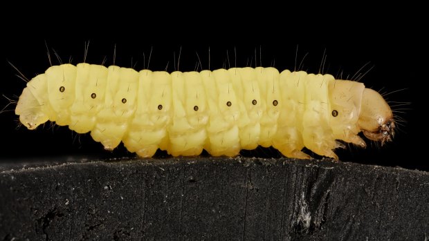 Saviour for lab rats: A wax moth larva.