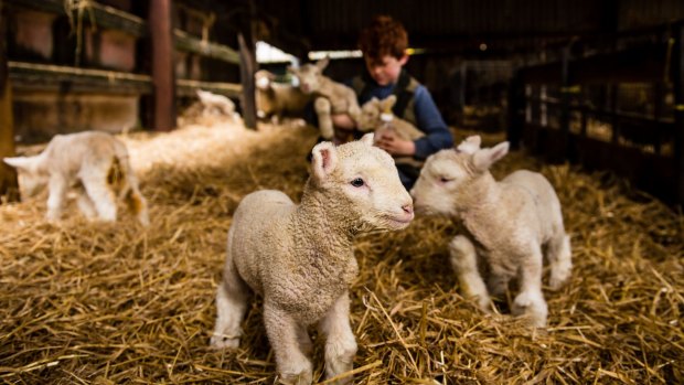 Lambs have been reared in an artificial womb.