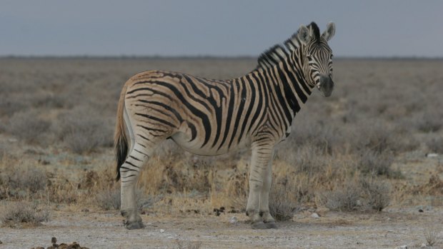 Plains zebra in Etosha, Namibia.