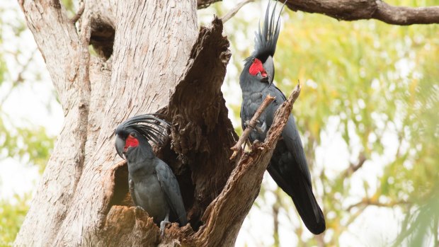 The palm cockatoo looks like a rockstar bird but research shows they are talented percussionists able to keep the beat and craft their own drumsticks. 

