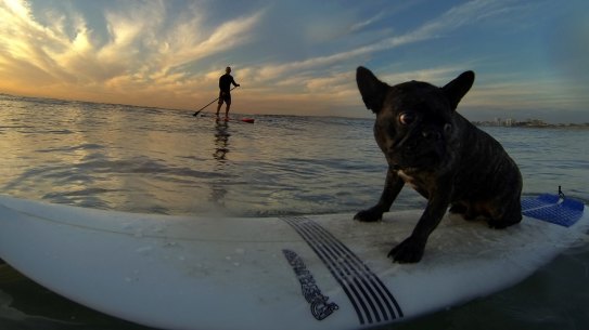 Arthur the French Bulldog and owner James Green cool down at Wanda Beach.