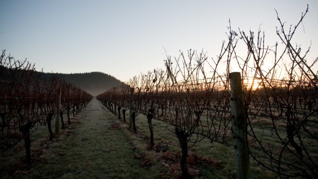 Early morning at  Mission Estate Winery, New Zealand.