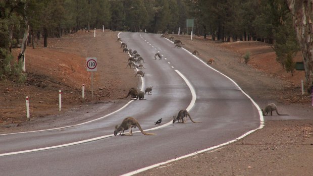 Kangaroos are a hazard on many WA roads, but best to slow down when they're around.