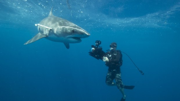 One of the researchers filming a tagged tiger shark.