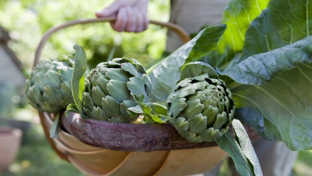 Organic home-grown globe artichokes in a trug basket alongside cabbages, freshly harvested from a vegetable garden. 
