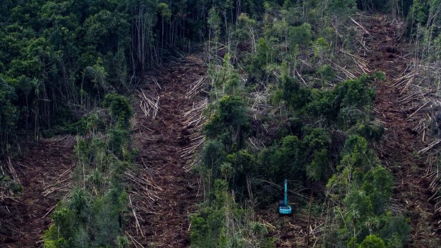 An aerial photo taken by Greenpeace shows a subsidiary firm of APRIL clearing peatland forests in May 2014 to make way for a pulp plantation on Indonesia's Padang Island.