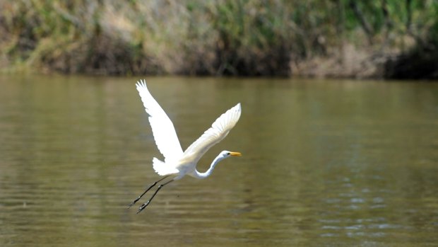 A great egret on the water in Barmah State Forest on the Murray River.