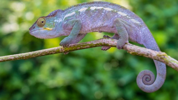 Chameleon creeping.