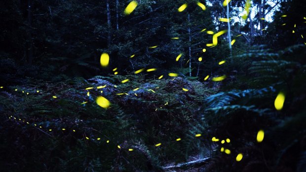 Magical: Fireflies blinking among Australian ferns in the early evening in a sheltered canyon west of Sydney.