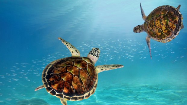 Five of the world's seven species of turtles occur in the Maldives.