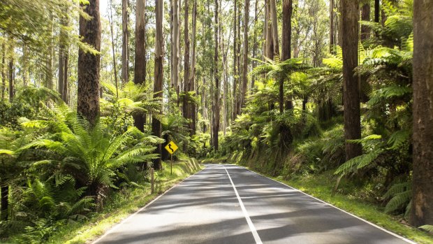 Wind your way through the Black Spur.