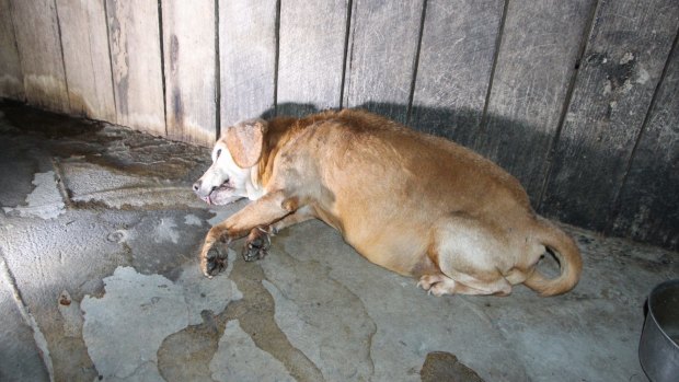 A dead dog at a puppy farm in Armidale
