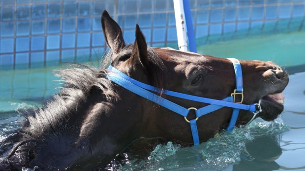 Black Caviar was retired undefeated after 25 races. 