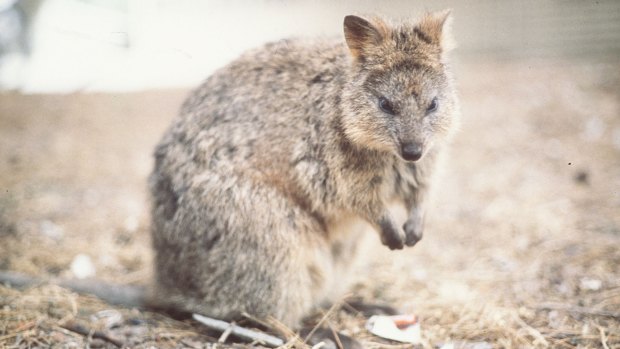A New Zealand man has been  accused of throwing a quokka off a jetty.