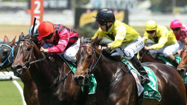 Good chance: Aaron Bullock will be back on Pera Pera for the Tamworth Cup.