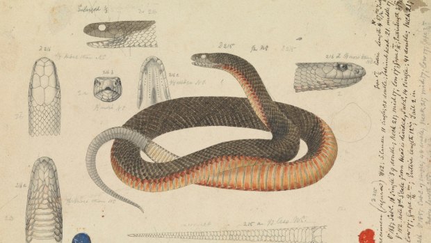 A red-bellied snake, captured by a 19th century natural history illustrator.