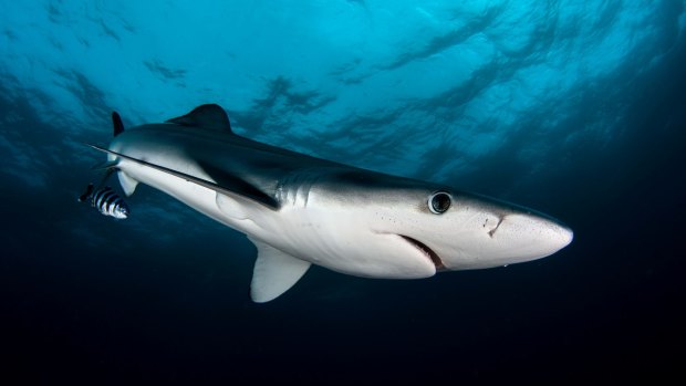 Australia has opted out of an international plan to conserve three more shark species, including the blue shark (pictured).