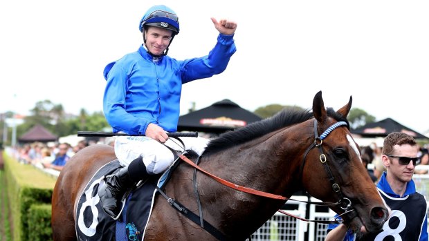 In the mix: Contributer will run in this weekend's Caulfield Stakes.