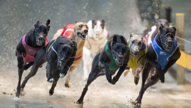 The NSW Special Commission of Inquiry may recommend greyhound racing be shut down.