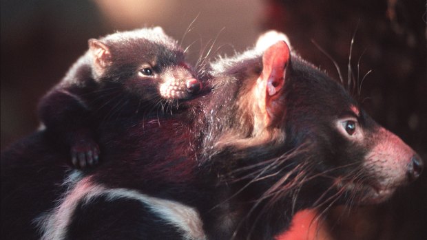 Tasmanian devil joeys build their immune system with peptides contained in mother's milk.